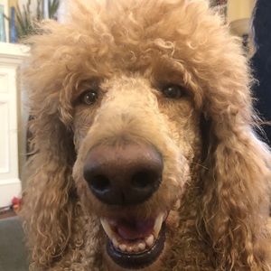 Meet your Posher, Lauren